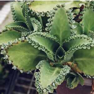 A Mother of Thousands single leaf with baby plants along the edges.